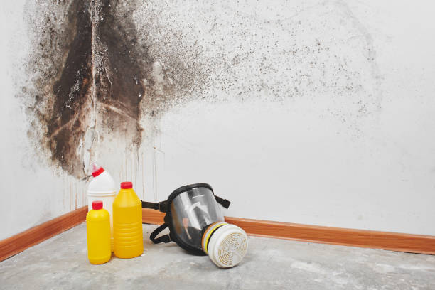 Best Kitchen Mold Remediation in Bronson, MI