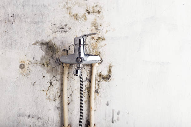 Best Kitchen Mold Remediation in Bronson, MI