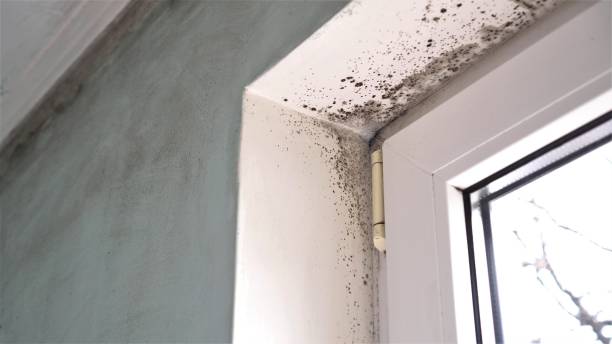 Best Emergency Mold Remediation in Bronson, MI
