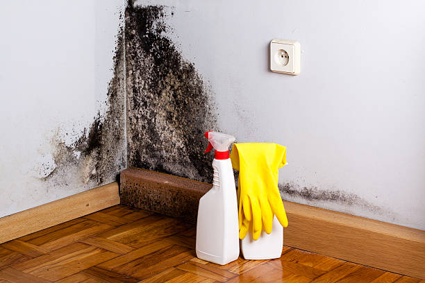 Best Commercial Mold Remediation in Bronson, MI